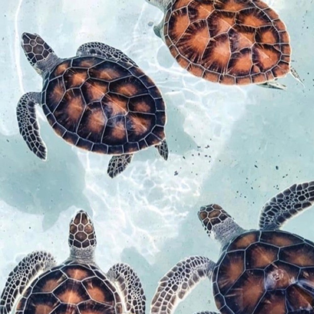 Meet your Posher, Sidney